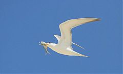 Great Crested Tern